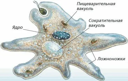 Амёба обыкновенная Раковинные амёбы Фораминиферы от лат форамен - фото 18