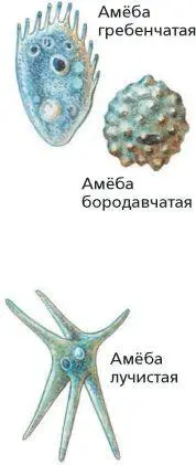 Радиолярии Солнечник За многие миллионы лет раковины отмерших организмов - фото 20