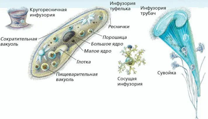К обширному типу инфузорий относится более 7 тыс видов высокоорганизованных - фото 30