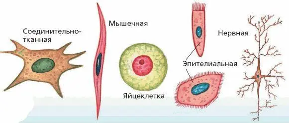 Различные виды животных клеток Тип Губки Губки наиболее примитивные - фото 33