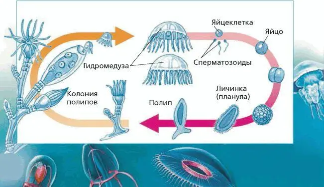 Жизненный цикл гидроида обелии Медузы имеют вид колокола или зонтика В центре - фото 43