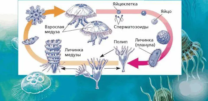 Жизненный цикл сцифомедузы аурелии Класс Коралловые полипы Коралловые полипы - фото 44