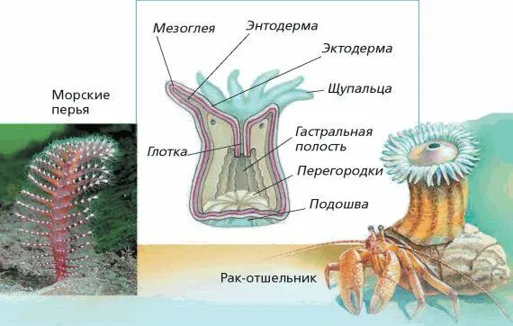 Схема строения актинии Различные виды актиний Наибольшее число видов - фото 46