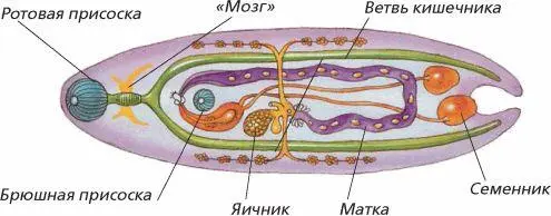 Строение сосальщика Класс Ресничные черви Большинство ресничных червей - фото 51