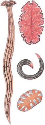 Различные виды ресничных червей Молочнобелая планария Число видов ресничных - фото 52