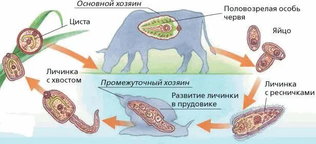 Жизненный цикл печёночного сосальщика Класс Ленточные черви Ленточные плоские - фото 54
