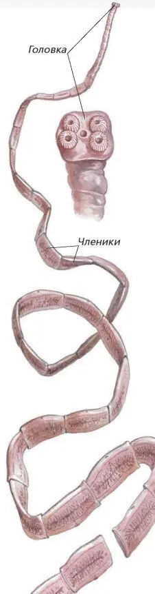 Бычий цепень Жизненный цикл свиного цепня Вопросы и задания 1 - фото 55