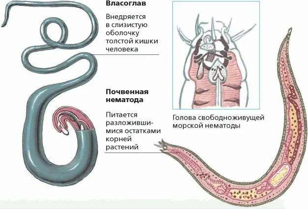 Нервная системаобразована окологлоточным нервным кольцом окружающим переднюю - фото 59