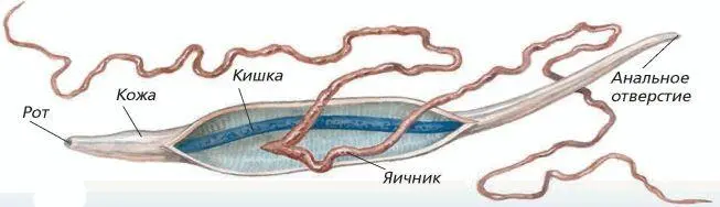 Внутреннее строение аскариды Среди других круглых червей паразитирующих на - фото 66