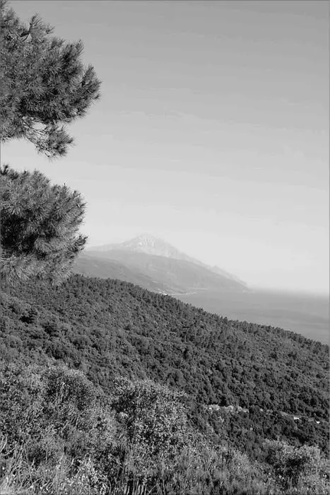 Вид на гору Афон Хорошим подтверждением неповторимости афонских растительных - фото 18