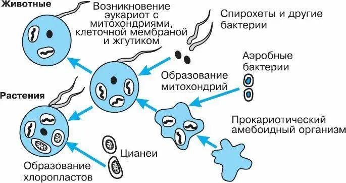 Рис 29 Схема симбиотического возникновения эукариот Образовавшиеся подвижные - фото 30