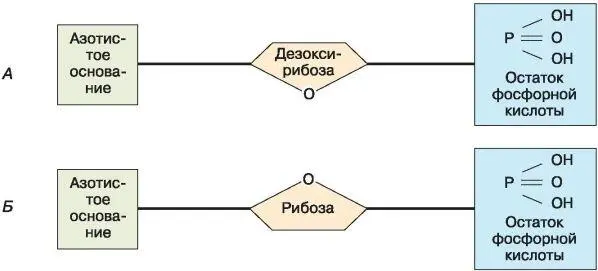 Рис 12 Схема строения нуклеотидов мономеров ДНК А и РНК Б Каждая цепь - фото 14