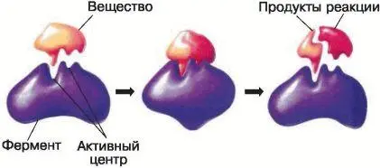 Рис 17 Схема образования комплекса фермент вещество Катализатор - фото 19