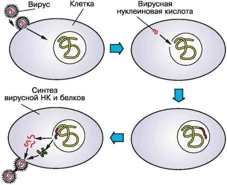 Рис 20 Цикл развития вируса Происхождение вирусов в процессе эволюции пока - фото 22