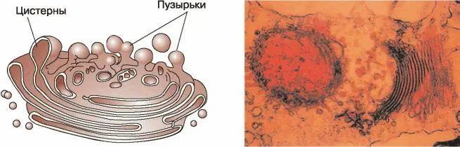 Рис 28 Схема строения и микрофотография аппарата Гольджи ЛизосомыКогда в - фото 30