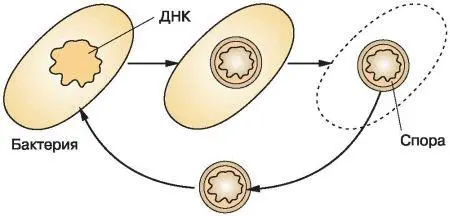 Рис 35 Спорообразование у бактерий Прокариоты чаще размножаются бесполым - фото 37