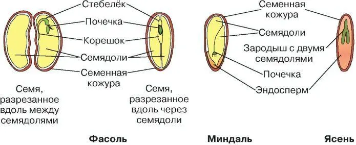 Рис 1 Строение семян двудольных растений Строение семян двудольных растений - фото 2