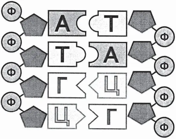 Рис 33Схема антипараллельности двух нитей в молекуле ДНК Сахара двух нитей - фото 10