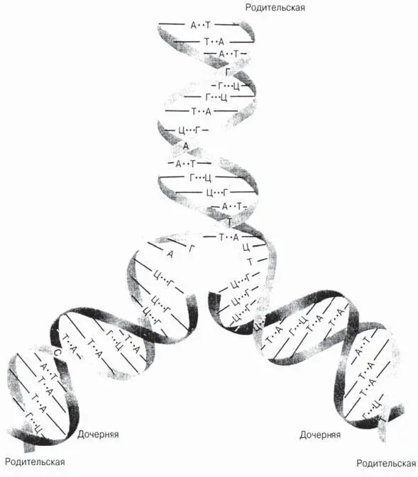 Рис 35Модель репликации двойной спирали ДНК предложенная Дж Уотсоном и Ф - фото 13