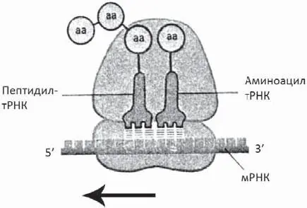 Рис 37Схема нагруженной рибосомы удерживающей мРНК и две молекулы тРНК с - фото 15