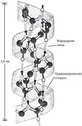 Рис 31 Вторичная структура полипептида αспираль по Албертс Брей Льюис - фото 8