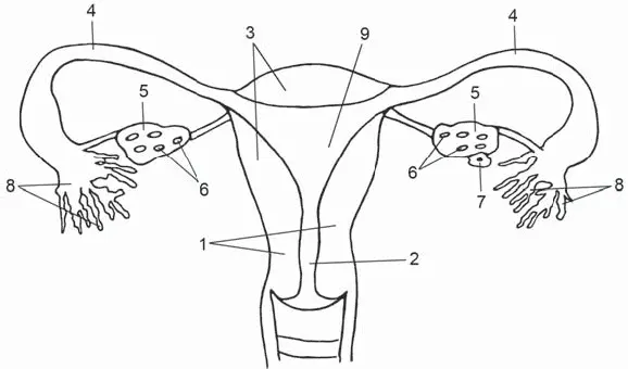Рис 1Органы репродуктивной системы женщины 1 шейка матки 2 цервикальный - фото 1