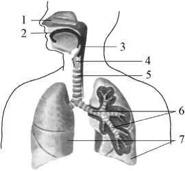 Рис 1 Органы дыхания схема 1 полость носа 2 полость рта 3 глотка 4 - фото 10