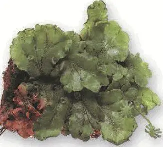 Печёночный мох одно из наиболее просто организованных растений Цветущая - фото 8