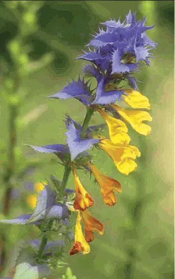 Цветущая ивандамарья Растительная клетка Одноклеточное животное амёба - фото 9