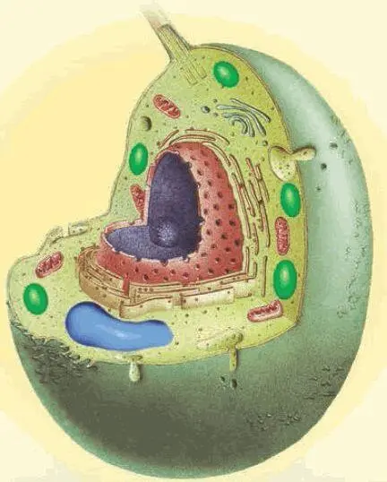 Растительная клетка Одноклеточное животное амёба Животная клетка - фото 10