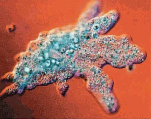 Одноклеточное животное амёба Животная клетка Взрослая нематода червь - фото 11