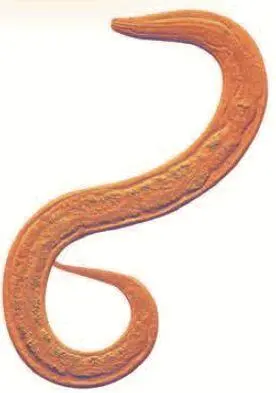 Взрослая нематода червь состоит всего из 959 клеток Ящерица У растений - фото 13