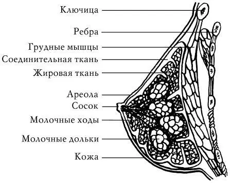 Гормональная регуляция молочных желез осуществляется под влиянием гормонов - фото 3