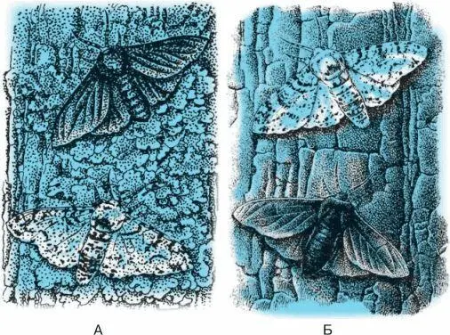 Рис 15 Формы бабочки березовой пяденицы Факторами отбора служат условия - фото 11