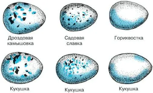 Рис 116 Сходство окраски яиц у различных подвидов кукушки обыкновенной и - фото 22