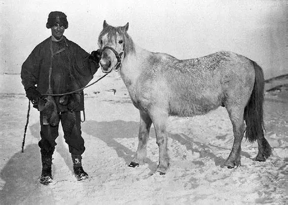 ЧерриГаррард и его пони Майкл Сниппет Нобби Макл и Джимми - фото 44