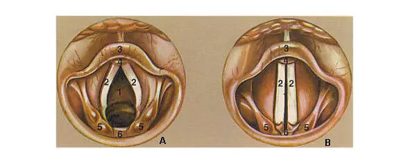A гортань во время дыхания B Гортань при фонации 1 Гортань 2 голосовые - фото 1