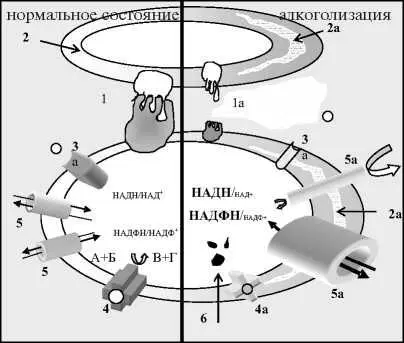 Рис 6 Изменения в клетках и во внеклеточном пространстве возникающие при - фото 12