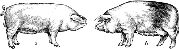 Свиньи ливинской породыа хряк б свиноматка Животные ливенской породы в - фото 15