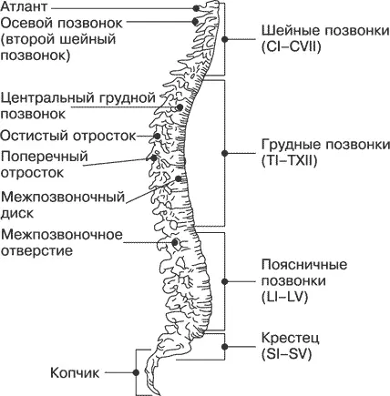 Рис 11 Позвоночный столб Позвонки шейного отдела в медицине принято - фото 3