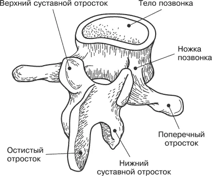 Рис 12 Позвонок Как правило в шейном и поясничном отделах позвоночник - фото 4