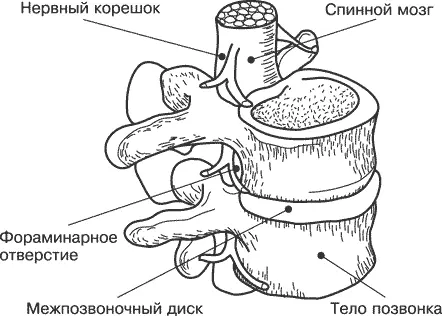 Рис 13 Позвоночный двигательный сегмент Межпозвоночные диски состоят из - фото 5