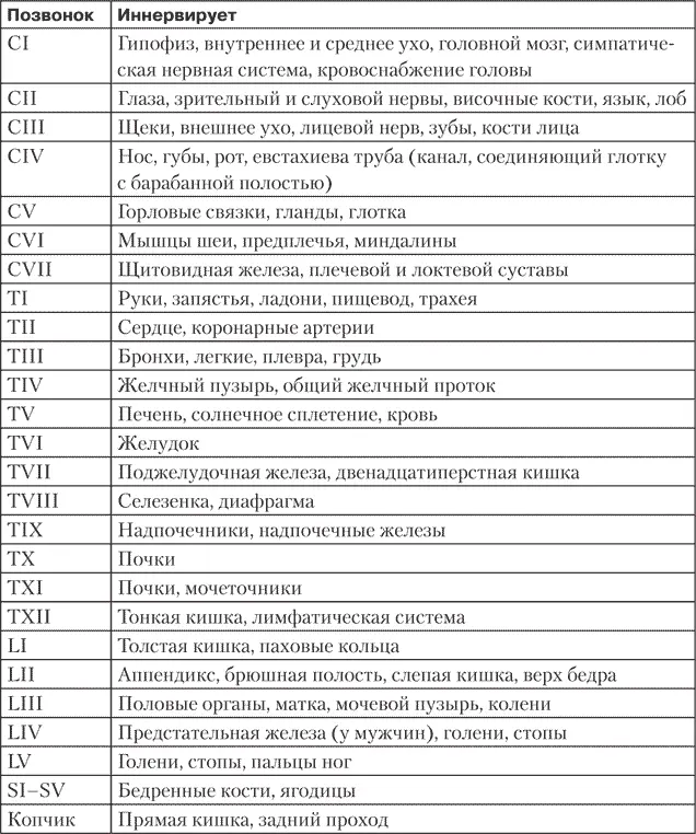 Не менее важны для здорового позвоночника суставы и мышцы Связки плотные - фото 7