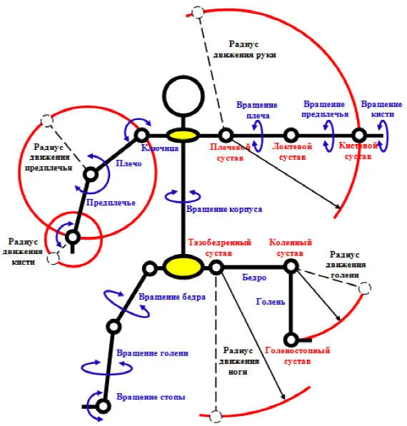 Рис 2 Кинематическая модель человека При построении движений представляется - фото 2