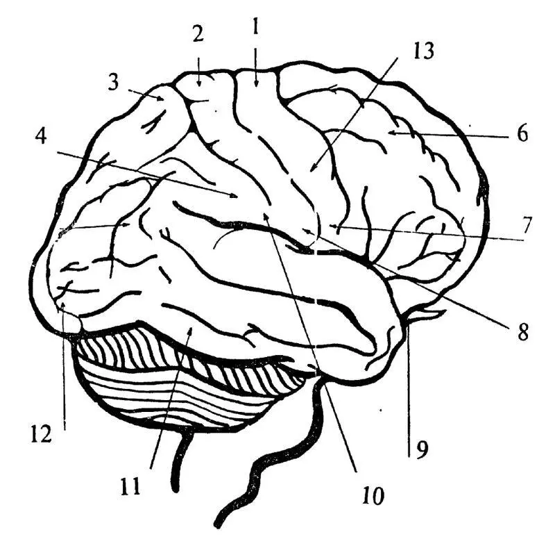 Рис 218 Общая структура мозга 1 вторичная моторная зона отвечает за - фото 114