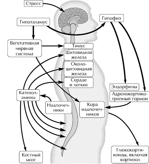 Физиологические механизмы стресса Процесс формирования информационного - фото 2