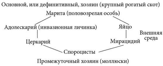 Схема 1 Жизненный цикл трематоды Анаплазмоз ЭтиологияЗаболевание - фото 4