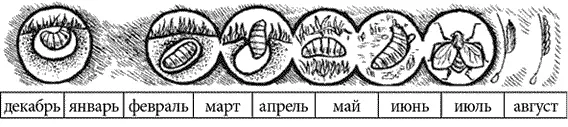 Рис 1 Цикл развития кожного овода по Тиунову Заражение происходит только - фото 5