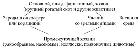 Схема 2 Жизненный цикл мониезии Клинические проявленияВ основном болеет - фото 7