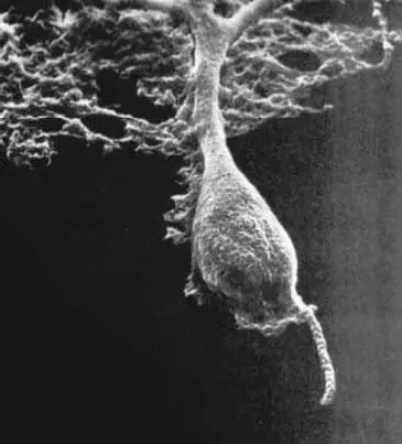 Рис 18 Фотография нейрона выполненная Ленарт Нилсон Kalat 1992 - фото 12
